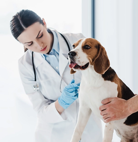 Bayındır Veteriner